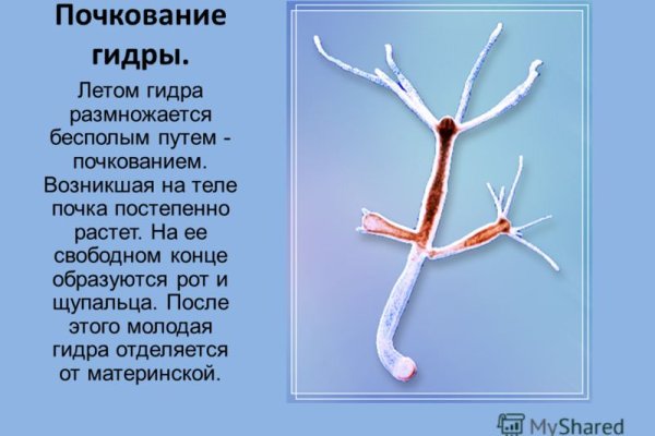 Что такое кракен в интернете